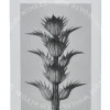 Loewe 001 Man Edt Spray 50ml  verpakking