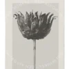Loewe Solo Ella Edp Spray 50ml  verpakking